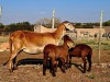 1+2 X MEATMASTER RECORDED EWE HAKUNA MATATA MEATMASTERS - 3