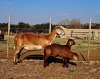 1+2 X MEATMASTER RECORDED EWE HAKUNA MATATA MEATMASTERS - 4