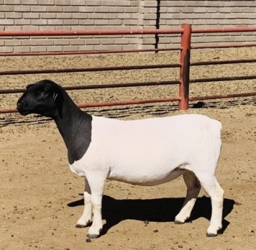 2x DORPER OOI/EWE Kowie de Witt Dorpers (Per Stuk om lot te neem/Per Piece to take the lot) STOET