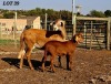 1+1 X MEATMASTER RECORDED EWE HAKUNA MATATA MEATMASTERS - 2