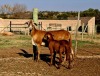 1+1 X MEATMASTER RECORDED EWE HAKUNA MATATA MEATMASTERS - 3