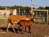 1+1 X MEATMASTER RECORDED EWE HAKUNA MATATA MEATMASTERS - 4