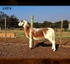 1 X MEATMASTER RECORDED EWE HAKUNA MATATA MEATMASTERS