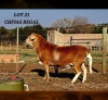 1 X MEATMASTER RECORDED RAM HAKUNA MATATA MEATMASTERS