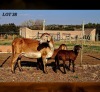 1+2 X MEATMASTER RECORDED EWE HAKUNA MATATA MEATMASTERS