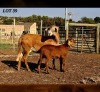 1+1 X MEATMASTER RECORDED EWE HAKUNA MATATA MEATMASTERS