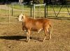 1 X MEATMASTER RECORDED RAM HAKUNA MATATA MEATMASTERS - 4