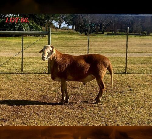 1 X MEATMASTER RECORDED RAM HAKUNA MATATA MEATMASTERS