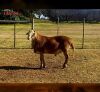 1 X MEATMASTER RECORDED RAM HAKUNA MATATA MEATMASTERS