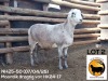 1 X MEATMASTER NOT RECORDED EWE NEW HEAVEN MEATMASTERS - 2