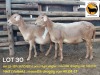 1 X MEATMASTER NOT RECORDED PREGNANT EWE NEW HEAVEN MEATMASTERS - 2