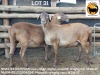 1 X MEATMASTER NOT RECORDED PREGNANT EWE NEW HEAVEN MEATMASTERS - 2
