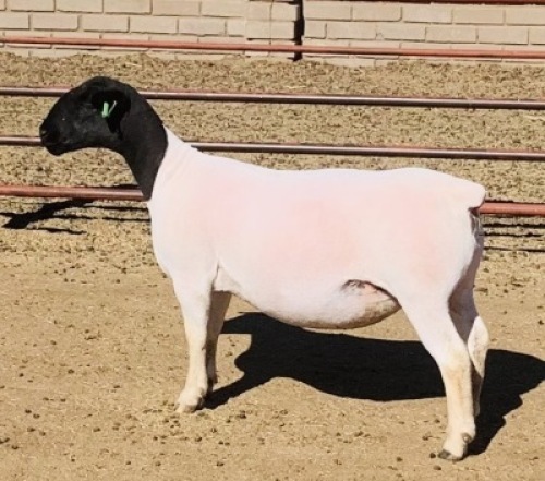 2x DORPER OOI/EWE Kowie de Witt Dorpers (Per Stuk om lot te neem/Per Piece to take the lot) 1 TIEPE 5/ 1 STOET
