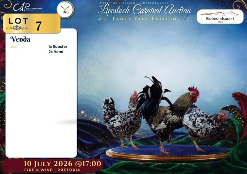 2 X HERERO ROOSTER & HEN Rietmondspoort (Per animal to take the lot)