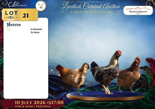 2 X VENDA ROOSTER & HEN Rietmondspoort (Per animal to take the lot)