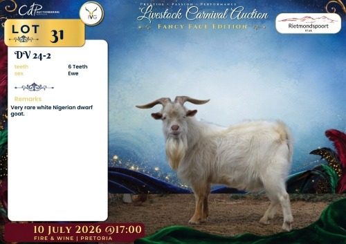 1 X DWERG BOK BUCK Rietmondspoort