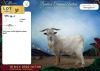 1 X DWERG BOK BUCK Rietmondspoort - 2