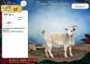 1 X DWERG BOK PREGNANT DOE Rietmondspoort - 2