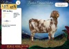 1 X CAPE LOB EAR DOE Rietmondspoort - 2