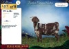 1 X CAPE LOB EAR PREGNANT DOE Rietmondspoort - 2