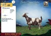 1 X CAPE LOB EAR PREGNANT DOE Vlok Broers - 2