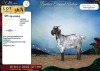 1 X CAPE SKILDER PREGNANT DOE Rietmondspoort - 2