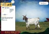 1 X CAPE SKILDER PREGNANT DOE Rietmondspoort - 2