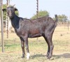 1 X MBUZIS DOE CH Boerdery - 3