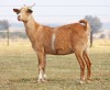 1 X MBUZIS PREGNANT DOE CH Boerdery - 3