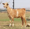 1 X MBUZIS PREGNANT DOE CH Boerdery - 4