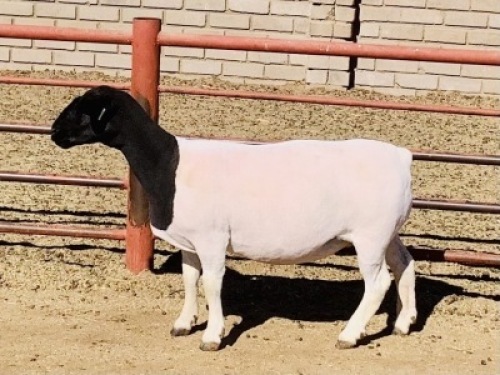 1x DORPER OOI/EWE Kowie de Witt Dorpers 1 TIEPE 5/ 1 STOET