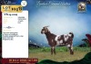1 X CAPE LOB EAR PREGNANT DOE Vlok Broers - 2