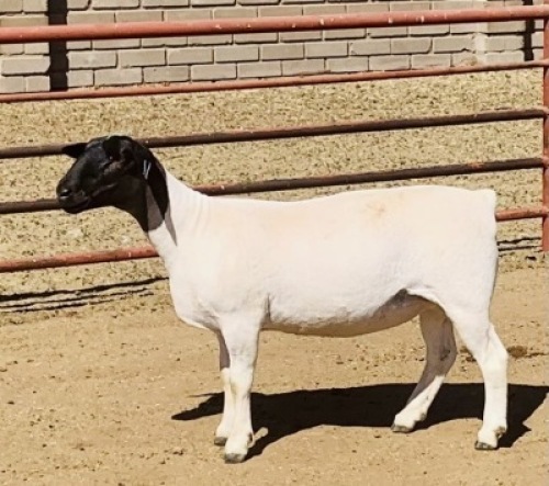 2x DORPER OOI/EWE Kowie de Witt Dorpers (Per Stuk om lot te neem/Per Piece to take the lot) STOET
