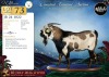 1 X MBUZIS BUCK Afdaks Bokke - 2