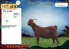 1 X CAPE LOB EAR PREGNANT DOE Rietmondspoort - 2