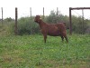1 X CAPE LOB EAR PREGNANT DOE Rietmondspoort - 3