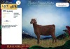 1 X CAPE LOB EAR PREGNANT DOE Rietmondspoort - 2