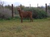 1 X CAPE LOB EAR PREGNANT DOE Rietmondspoort - 3