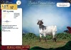 1 X CAPE SKILDER PREGNANT DOE Rietmondspoort - 2
