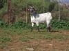 1 X CAPE SKILDER PREGNANT DOE Rietmondspoort - 3