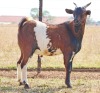WITHDRAWN - 1 X MBUZIS BUCK CH Boerdery - 3
