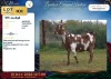 1 X CAPE LOB EAR DOE Rietmondspoort - 2