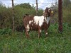 1 X CAPE LOB EAR DOE Rietmondspoort - 3
