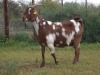 1 X CAPE LOB EAR DOE Rietmondspoort - 4
