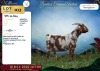 1 X CAPE LOB EAR PREGNANT DOE Rietmondspoort - 2
