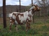 1 X CAPE LOB EAR PREGNANT DOE Rietmondspoort - 3