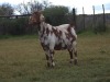 1 X CAPE LOB EAR PREGNANT DOE Rietmondspoort - 4
