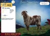 1 X CAPE LOB EAR BUCK Rietmondspoort - 2