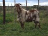 1 X CAPE LOB EAR BUCK Rietmondspoort - 3