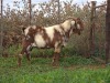 1 X CAPE LOB EAR BUCK Rietmondspoort - 4